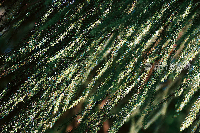 新西兰本土木(Dacrydium cupressinum)叶